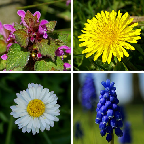 Forrsblomster