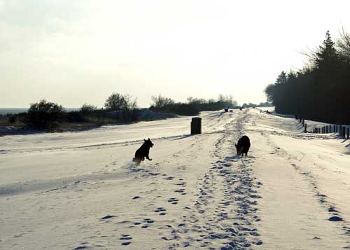 Hundene er sluppet p diget