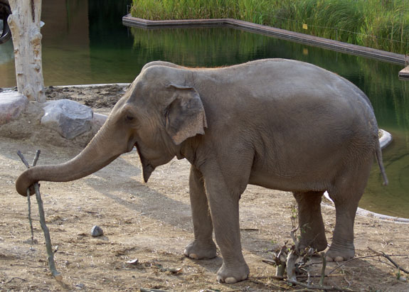 elefant