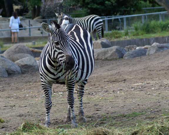 zebra