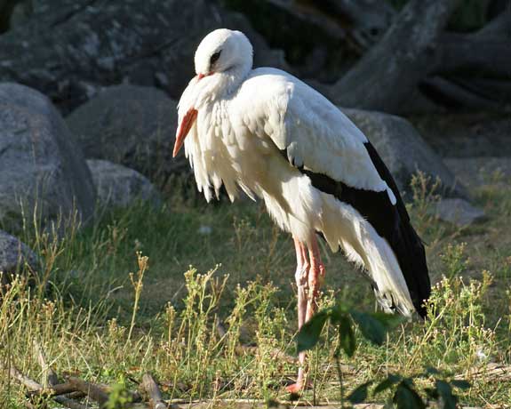 stork